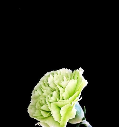康乃馨白色花语-纯洁高贵的象征（纯洁高贵的康乃馨白色花语代表什么意义？）