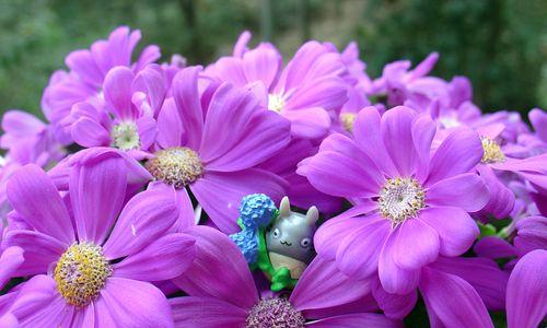 紫色花的花语大揭秘（探索紫色花所代表的不同花语）