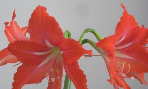 探秘朱顶红花语（传递爱情和热情的代表花）