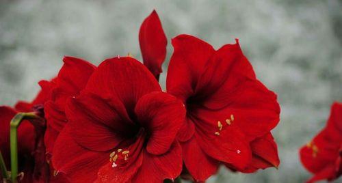探秘朱顶红花语（传递爱情和热情的代表花）