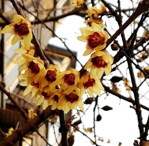 揭秘夏腊梅花语（探寻夏腊梅的神秘花语和文化内涵）