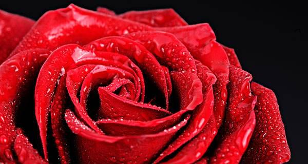 红玫瑰花语大全（探索红玫瑰的内涵和寓意，了解不同场合的使用方式）