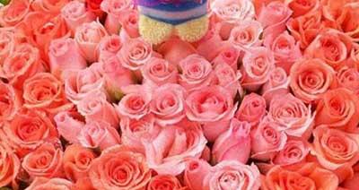 玫瑰几朵代表含义，不同数量有不同的寓意（探究玫瑰花的花语之谜）