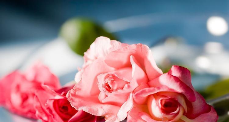 玫瑰几朵代表含义，不同数量有不同的寓意（探究玫瑰花的花语之谜）