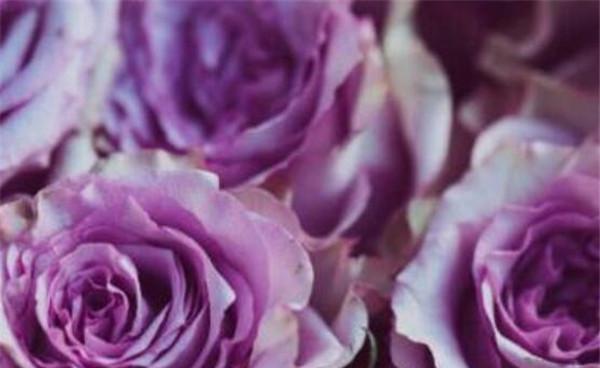 探秘紫玫瑰的花语（揭开紫玫瑰的隐秘花语意义，领悟其中蕴含的深意）
