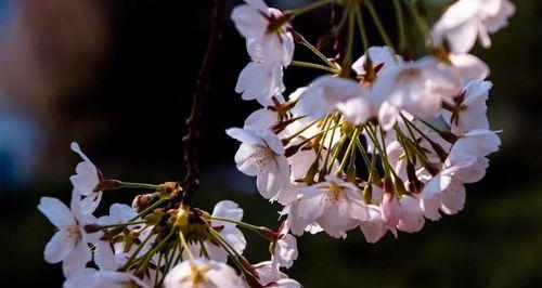 山樱花的花语（探寻山樱花的意义和文化价值）