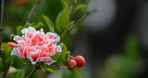 石榴花语和寓意（探寻石榴的神秘世界）