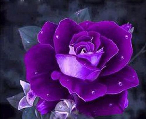 玫瑰花语揭秘——不同颜色玫瑰的含义（一枝玫瑰胜过千言万语，不同颜色花开不同情感）