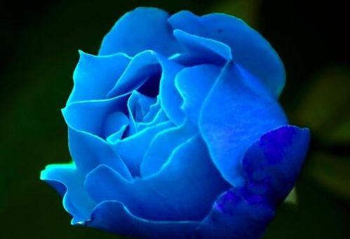 浪漫的玫瑰——花语与象征（揭开玫瑰的神秘面纱，探寻花语与象征背后的世界。）