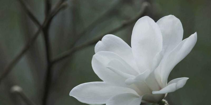 木兰花的花语与意义（探究木兰花作为文化符号的内涵与传承）