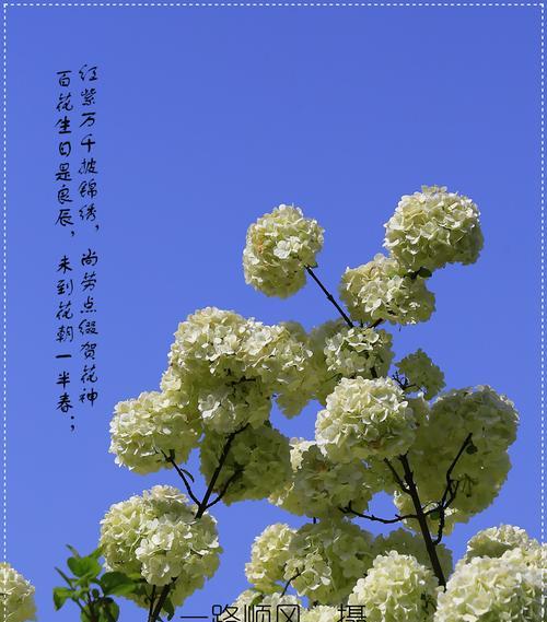 绣球花的花语象征与寓意（探寻绣球花的神秘面纱）