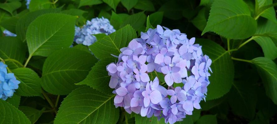 绣球花的花语象征与寓意（探寻绣球花的神秘面纱）