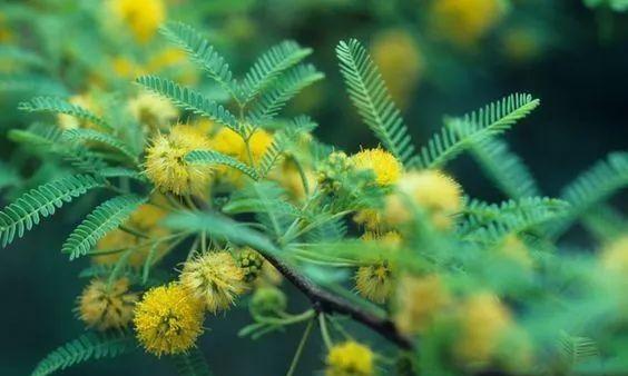 解读珍珠花花语（珍珠花的特点和象征意义解析）