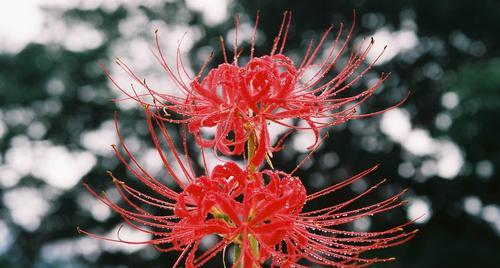 花开不同凡“彼岸”——彼岸花代表的寓意（探索彼岸花的蕴义与文化内涵）