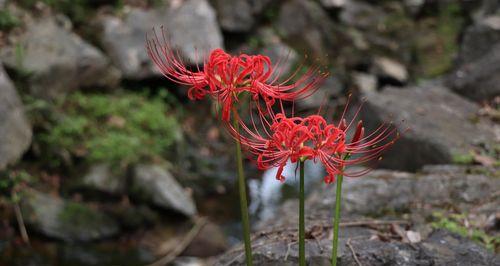 花开不同凡“彼岸”——彼岸花代表的寓意（探索彼岸花的蕴义与文化内涵）