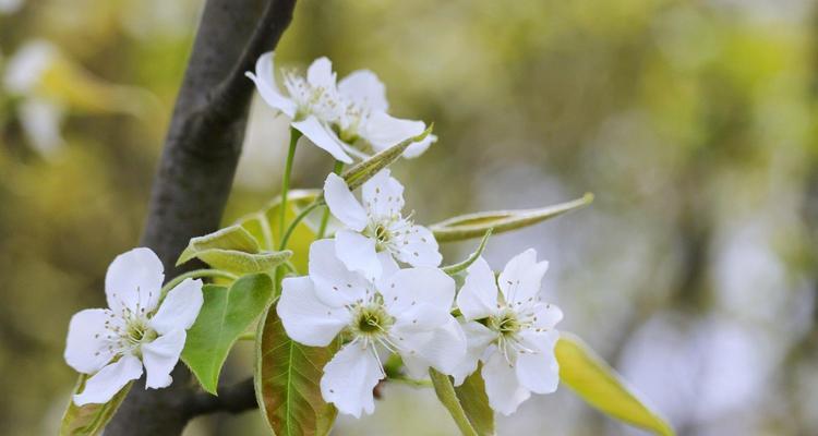 梨花花语及其寓意（探究梨花在文化中的象征意义）