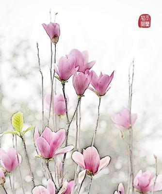 探寻白玉兰的生命之美（探寻白玉兰的生命之美）