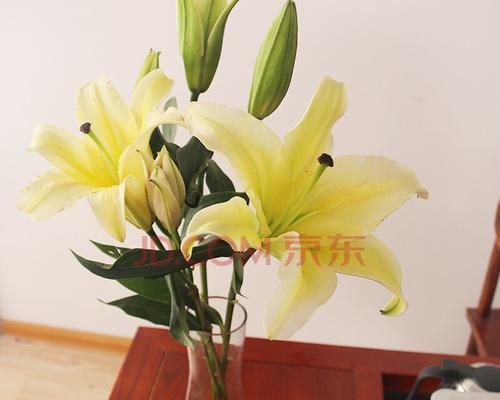 送女友百合花代表什么意思？（百合花的花语和象征意义解析，让你的送花更有意义）