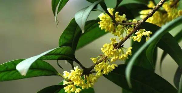 桂花的花语和寓意（桂花——品位高雅的秋季之花）