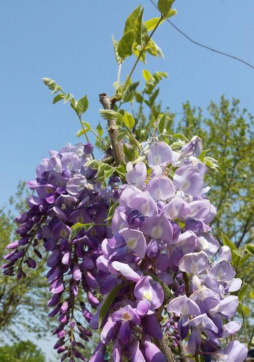 紫藤花的花语（揭秘紫藤花的世界）