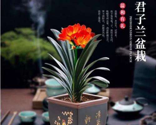 探秘君子兰贵为何色？（了解花艺市场热门品种的珍贵之处，打造更高品质的花卉收藏）