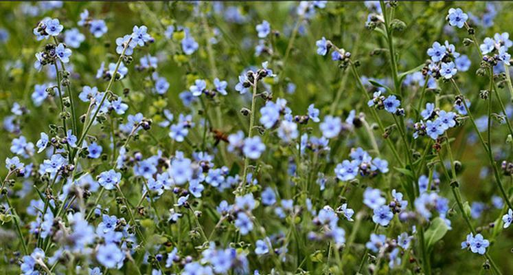 勿忘草花序类型的分类及特点分析（揭秘勿忘草不同花序类型的形态和区别）