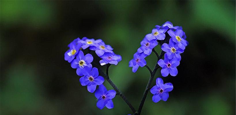 勿忘草花序类型的分类及特点分析（揭秘勿忘草不同花序类型的形态和区别）