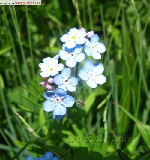 勿忘草花序类型的分类及特点分析（揭秘勿忘草不同花序类型的形态和区别）