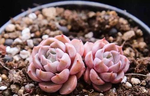 如何快速让多肉成活？（多肉种植攻略，让你轻松成为多肉爱好者）