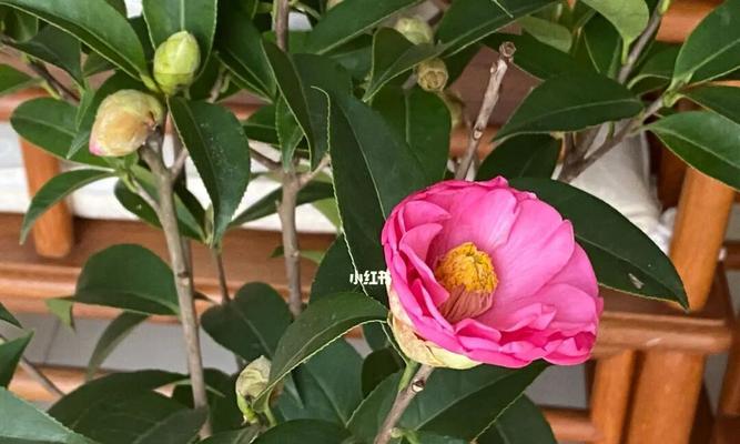 茶花的开花与管理（如何正确地管理茶花开花后的生长）
