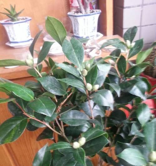 茶花的开花与管理（如何正确地管理茶花开花后的生长）