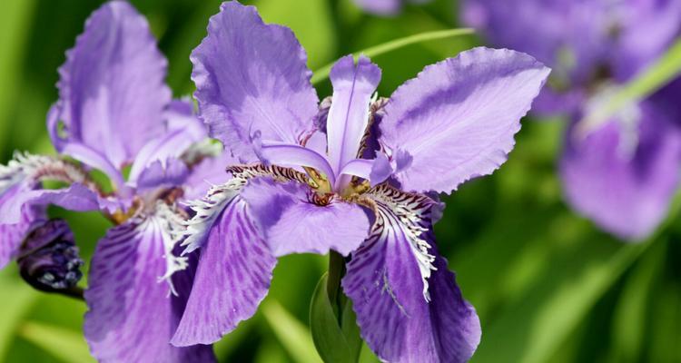 鸢尾花养殖之开花季节（掌握开花季节，让鸢尾花更美丽）