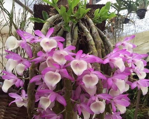 石斛花的养殖全攻略（从选种到管理，让你轻松养出美丽的石斛花）