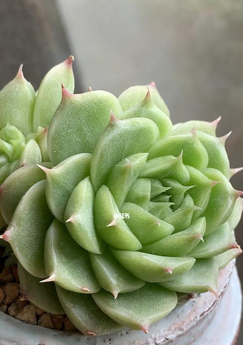 多肉植物的生长与休眠条件（了解多肉植物的最佳生长与休眠温度，让你的多肉更茂盛）