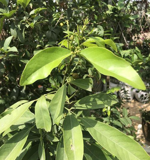 芸香科植物之美——探索芸香科植物的多彩世界（探寻芸香科植物的生态环境、特征、种类和用途）