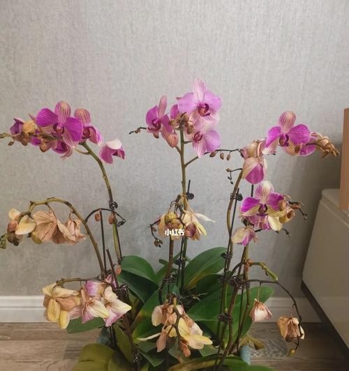 蝴蝶兰养护全指南（从选购到繁殖，教你打造美丽的蝴蝶兰花园）