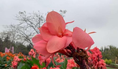 美人蕉开花季节及相关信息（探究美人蕉的季节、特点与栽培要点）