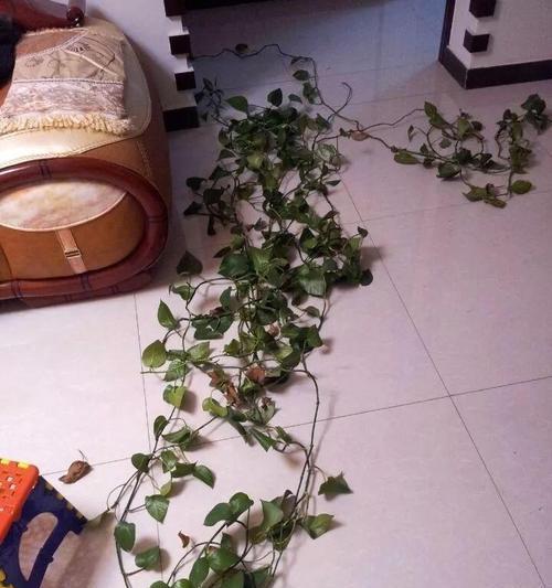 绿箩的根太长怎么办？（了解剪根的方法，让绿箩茁壮成长！）