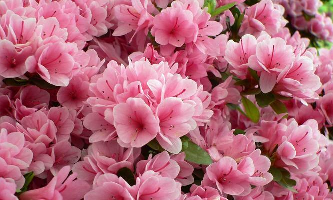 杜鹃花栽培大全（从土壤到肥料，一步步教你如何种植杜鹃花）