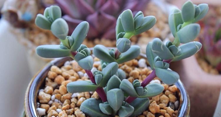 多肉植物种植方法全解析（从选种到养护，一步步教你打造多肉园林）
