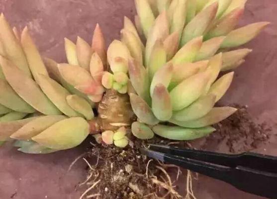 多肉植物种植方法全解析（从选种到养护，一步步教你打造多肉园林）