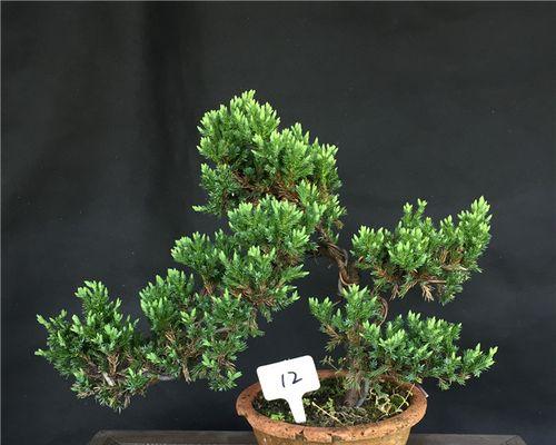 地柏盆景的种植与养护（打造极致自然之美）