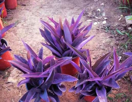 盆栽紫罗兰花的养护指南（打造花期长、花色丰富的室内紫罗兰）
