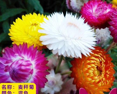 麦秆菊种植全攻略（掌握种植技巧，打造靓丽园林）