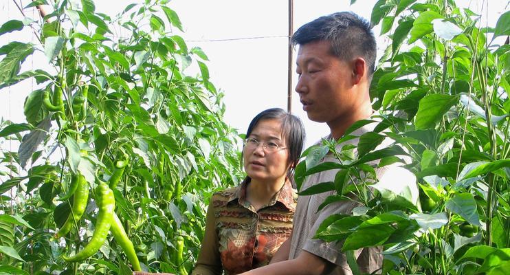 如何种植辣椒（从选种到收成，全面指导种植方法）