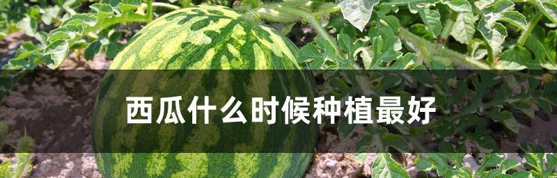 西瓜种植全攻略（时间、方法、技巧一网打尽）