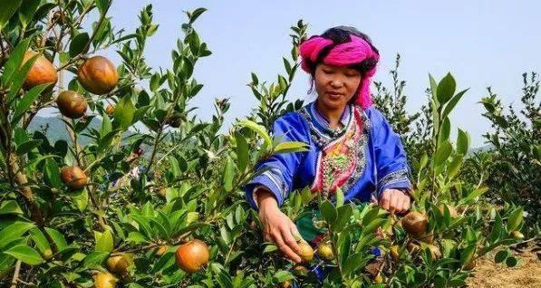 油茶树的种植与养护（学习种植方法，打造高产优质油茶林）