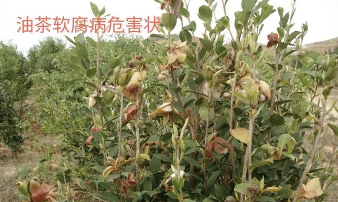 油茶树的种植与养护（学习种植方法，打造高产优质油茶林）