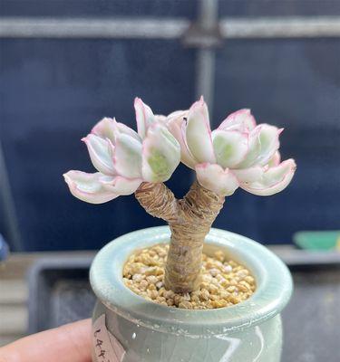 多肉植物（揭秘多肉植物为何成为园艺爱好者的新宠）