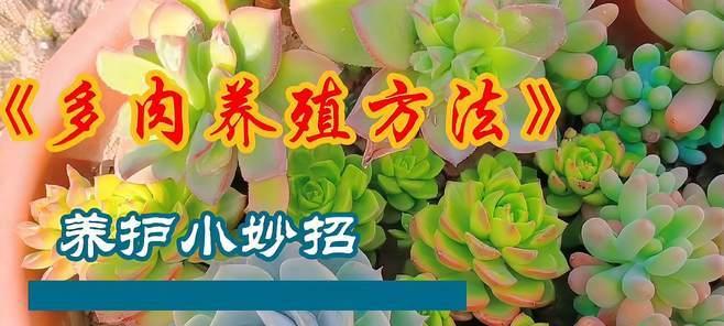 打造又肥又胖的多肉植物，做个多肉“胖子”（如何养护多肉植物，让它们“吃饱喝足”）